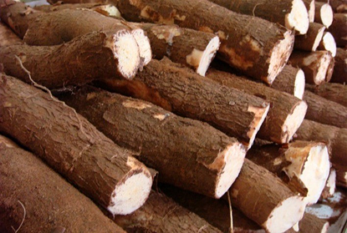 MANDIOCA: Produção de fécula cresce pelo segundo ano consecutivo no Brasil