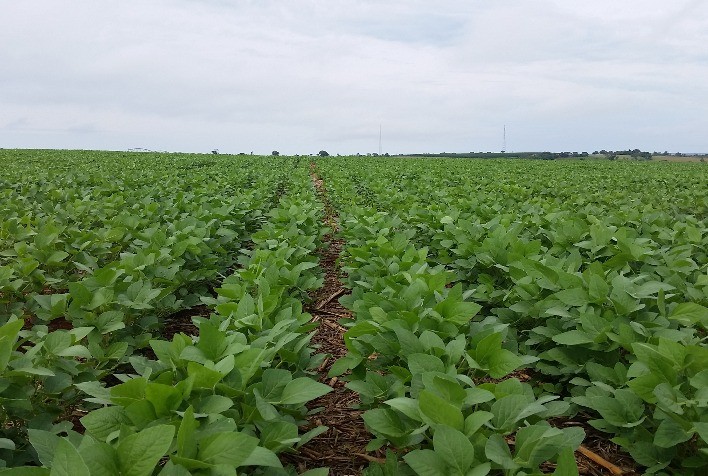 Agricultores ampliam investimento na proteção dos cultivos e área tratada com defensivos agrícolas cresce 12,1% em 2021, informa Sindiveg