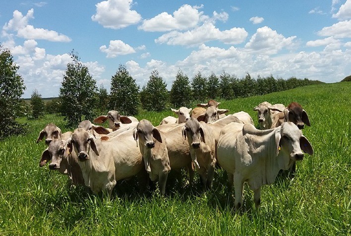 Árvores em sistemas ILPF neutralizam emissão de metano por bovinos no Cerrado Mineiro