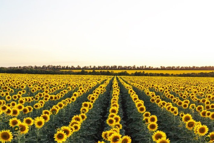 Zoneamento Agrícola do girassol é publicado para a safra 2022/2023