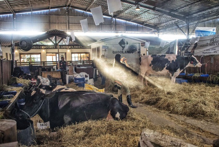 Fenasul Expoleite tem 687 animais inscritos