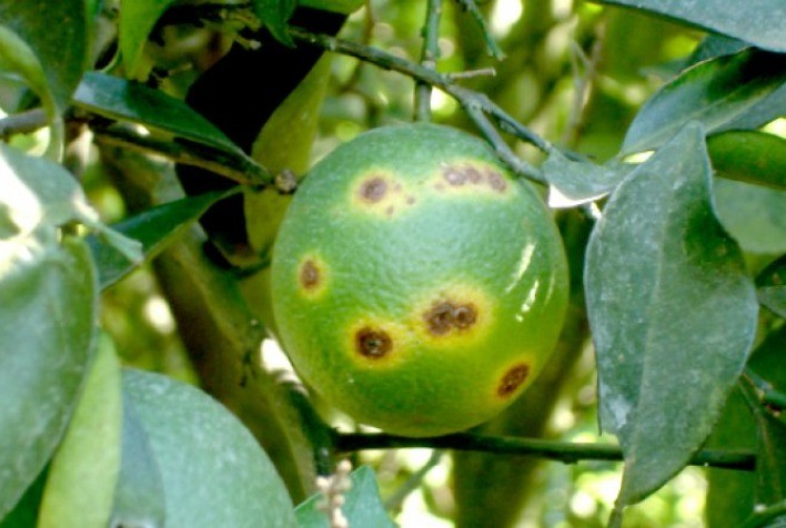 Projeto Citrus SP Sustentável avança e inclui o não plantio de murtas nas cidades como critério do Município Agro - Ranking Paulista