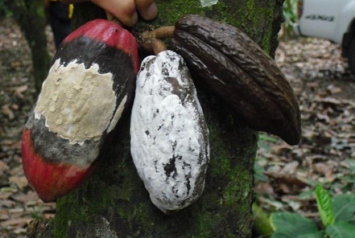 Syngenta é pioneira no registro de fungicida para controle de monilíase no Brasil