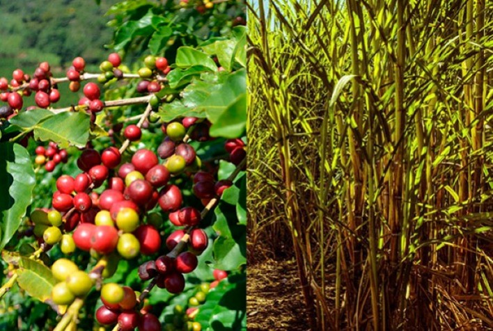 Com projeção de melhores safras, café e cana-de-açúcar podem ter queda de preço