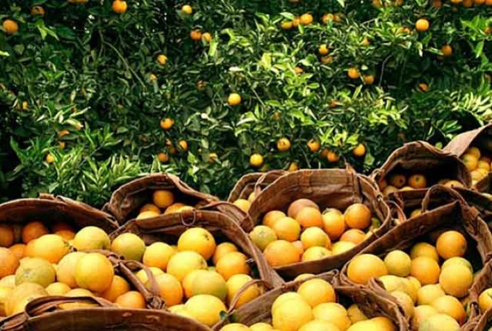 USDA surpreende e eleva estimativa de safra da laranjas da Flórida