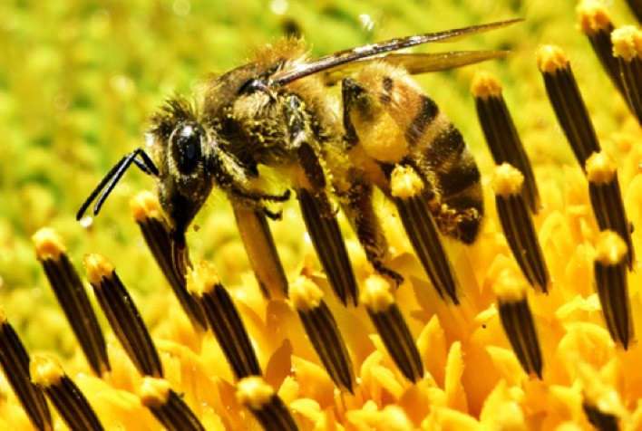 Abelhas, úteis e inteligentes