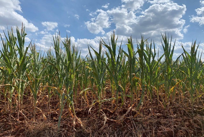 Especialista alerta para prazo de pedidos de alongamento dos contratos de crédito rural