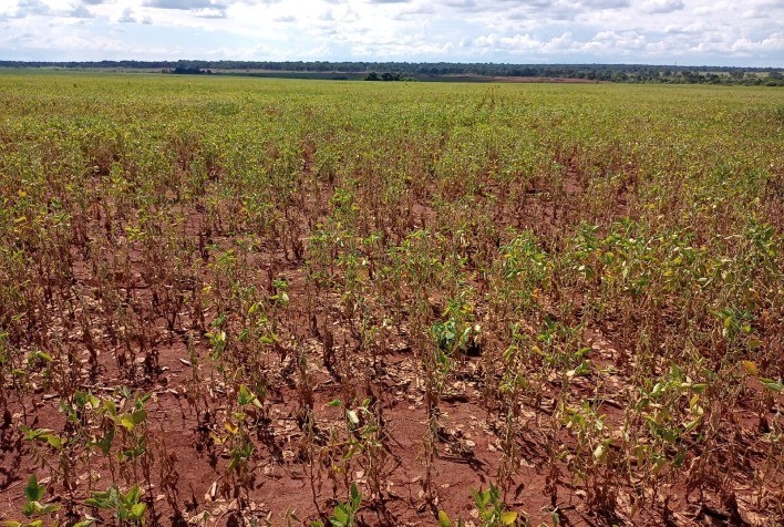 Seca trouxe perdas de R$ 35 bilhões ao agro do Paraná, diz secretário
