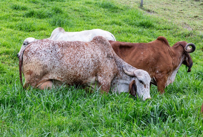 Pecuária de leite: do que não posso abrir mão durante períodos críticos de mercado?