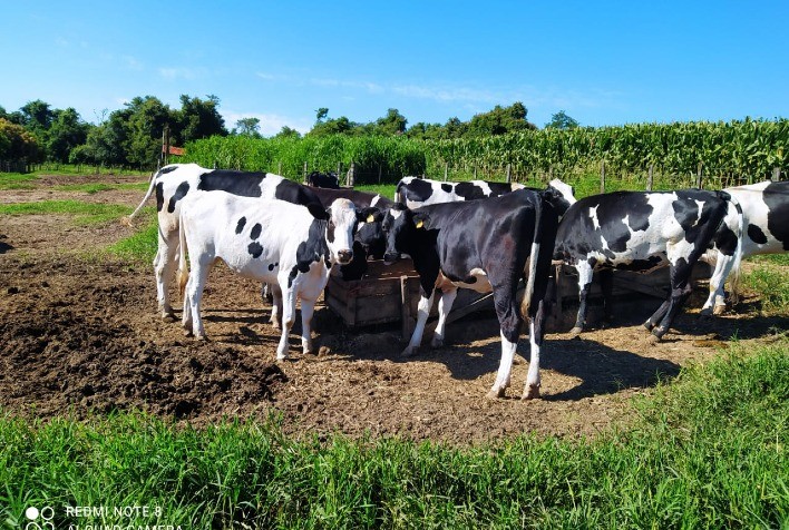 Com ajuda da tecnologia, planejamento genético transforma fazendas da bacia leiteira paranaense