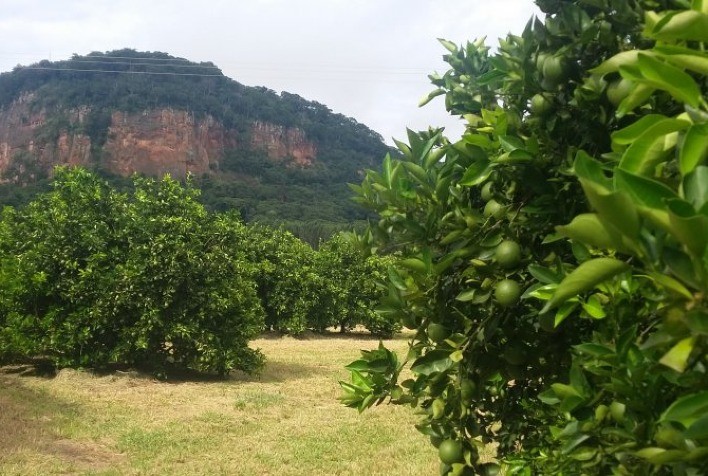 IHARA leva tecnologia de ponta à 47ª Expocitros