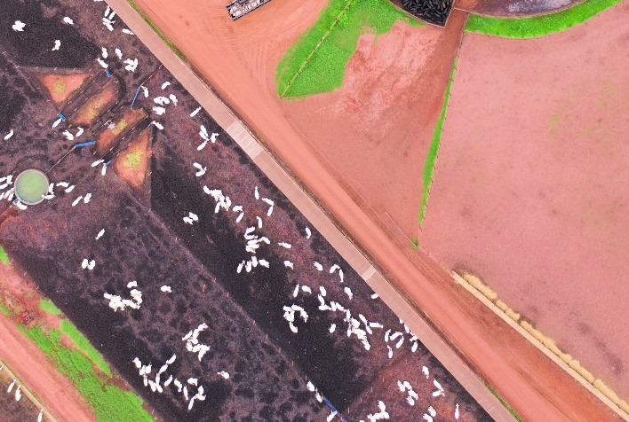 Benchmarking Confinamento Probeef 2021 confirma otimismo de 60% do produtor e aumento do peso médio dos animais