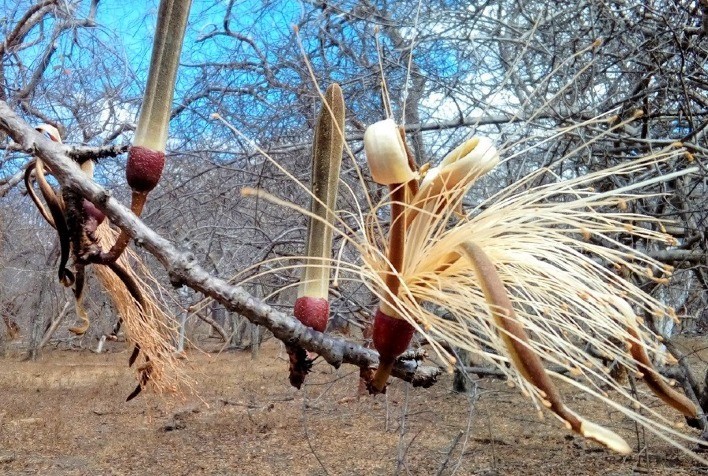 Nova espécie de árvore da Caatinga é descoberta por pesquisadores da UFLA