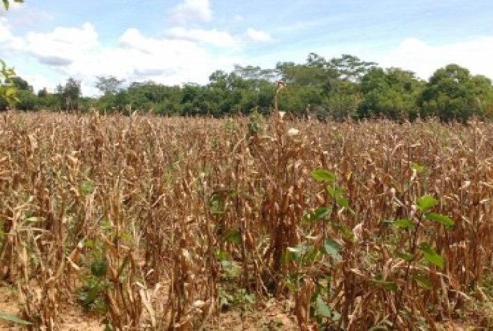 Minas Gerais terá recorde de beneficiados pelo Garantia-Safra