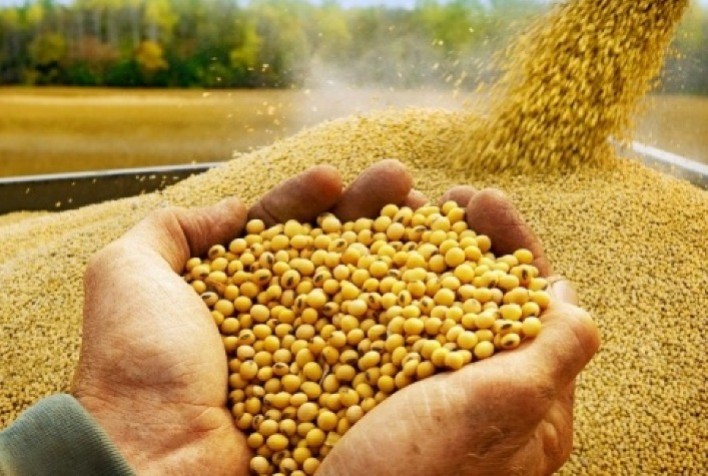 Soja trabalha com estabilidade na manhã desta 4ª em Chicago, mas monitora baixa forte do trigo