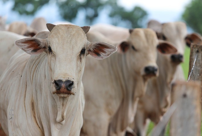 Queda na cotação do boi gordo em São Paulo