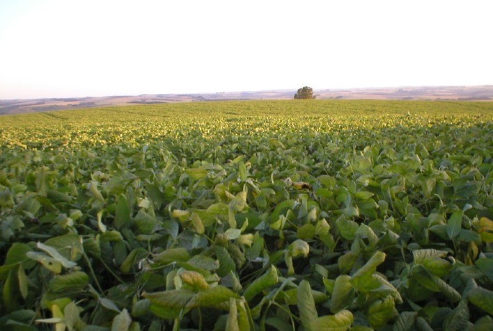 Novo software avalia fertilidade e equilibra adubação em sistemas de produção de soja