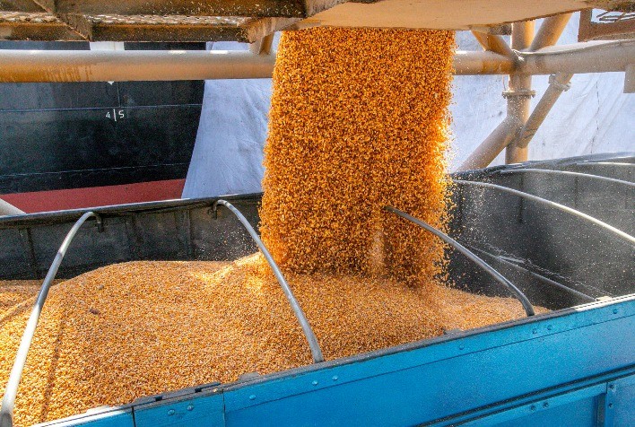 Milho paraguaio recua para o Brasil