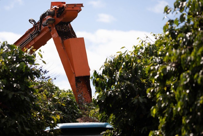 Conab aponta para safra de café em 53,4 milhões de sacas, impactada por clima adverso
