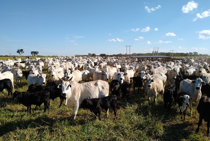 A importância do zinco na nutrição dos bovinos