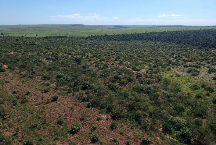 Atvos planta cerca de 280 mil mudas no maior corredor ecológico da Mata Atlântica