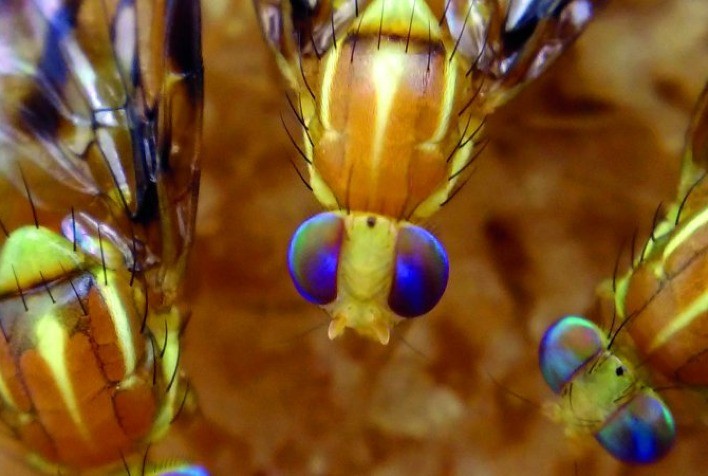 Proteção do pomar contra ataques de moscas-das-frutas