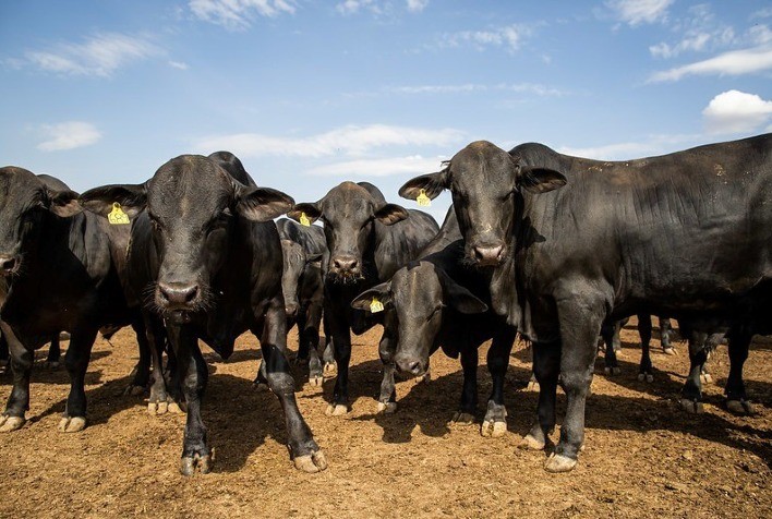 Captura de metano e produtividade na pecuária são destaques do Interagro