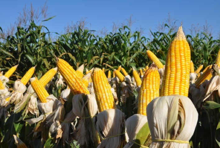 Alta produtividade de grãos é foco da UPL no Showtec, em Maracaju (MS)