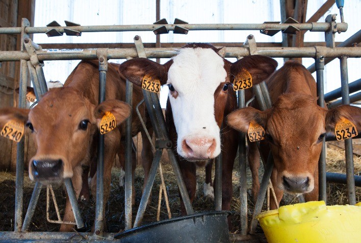 Colostro e colostragem: importância e readequação de manejo