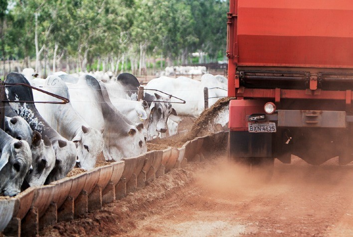 Aumento de custo reduz intenção de confinamento em Mato Grosso