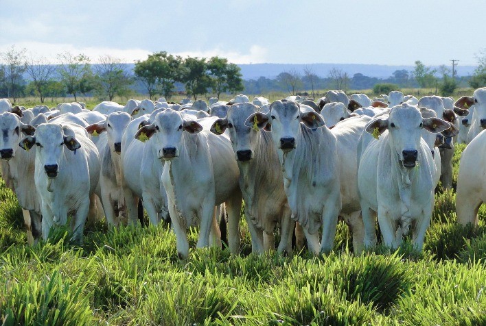 Semana abre com queda nas cotações