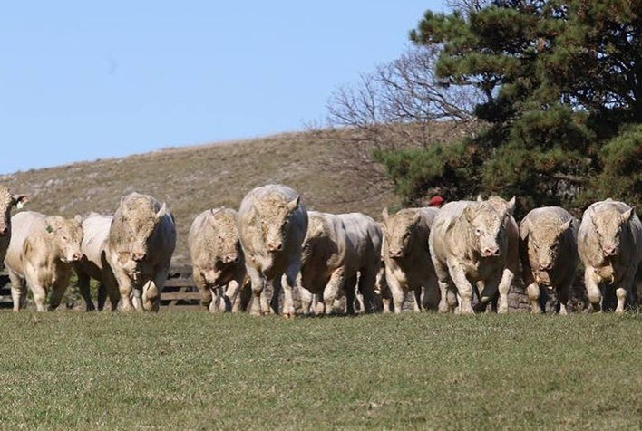 Raça charolês e Embrapa divulgam resultados da PAC e PEA