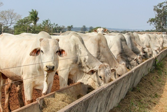 Meses mais frios do ano e confinamento são ideais para aumento das doenças infecciosas em bovinos