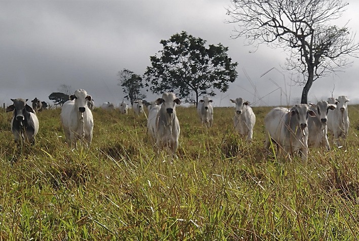 Final das águas: a segunda janela de oportunidade para uma safra bovina produtiva