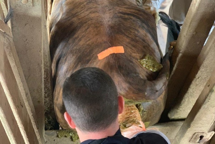 Pecuaristas comemoram aumento de taxa de concepção com ajuda dos adesivos para detecção de cio