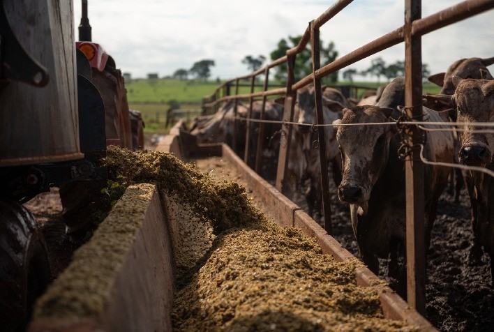 Não cabimento do Funrural e do RAT sobre a receita de gado para engorda