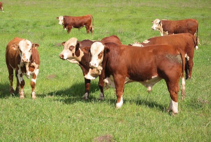 "Vendedor de touros tem de ser um encantador de pessoas", entende o novo gerente comercial da Agropecuária Jacarezinho