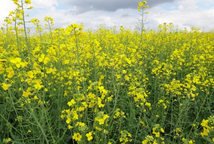 Aplicativo gratuito ajudará o produtor a acompanhar todo o ciclo de plantio da canola