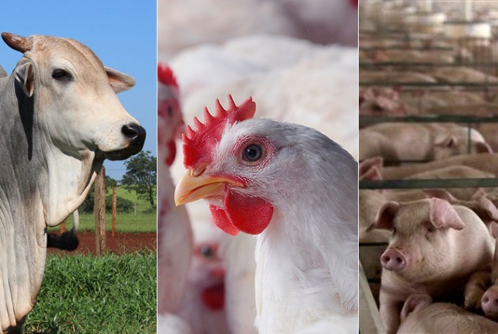 Evolução de preço do frango, boi e suínos vivos, do milho e do farelo de soja em maio e em 2022