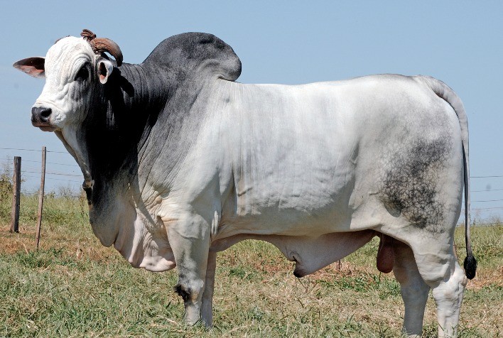 Nelore JOP vende 164 animais com genética indiana pura para 48 criadores de 11 estados