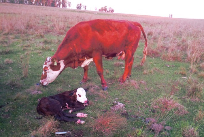 Especialista recomenda foco na facilidade de parto no processo de seleção genética