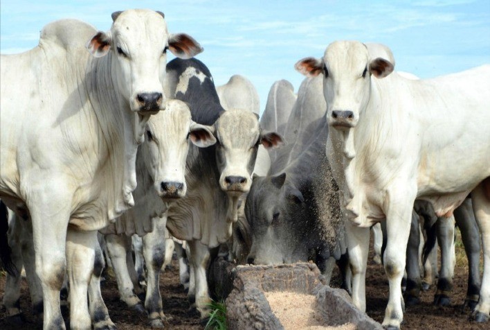 Pecuária brasileira pode ampliar sua produtividade de forma sustentável