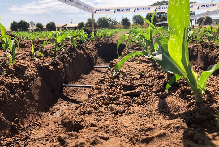 Soluções em irrigação por gotejamento para grãos e fibras serão apresentadas pela Netafim no Bahia Farm Show