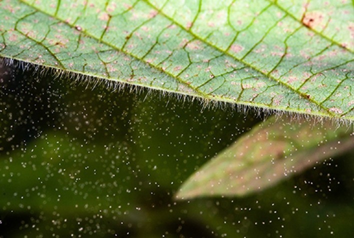 Genoma da ferrugem-asiática da soja direciona novas estratégias de manejo