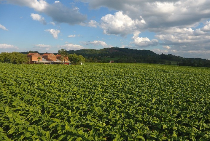 UMA SÓ TERRA: Como meio ambiente e produção de tabaco andam lado a lado