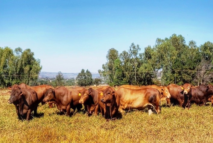 Raça Montana utiliza genômica para avaliar machos
