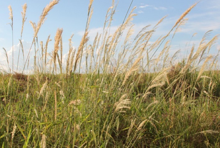 Mesa redonda debate resistência de plantas daninhas a herbicidas