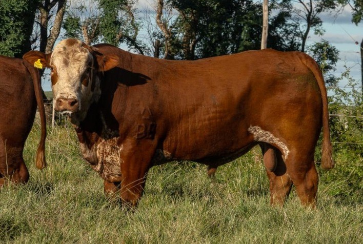 Criadores comemoram resultados de remates da Temporada de Outono