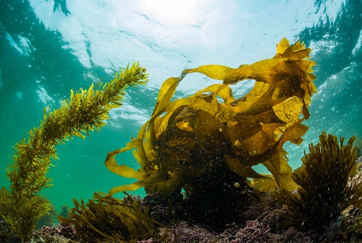 Algas marinhas podem substituir pesticidas nas maçãs