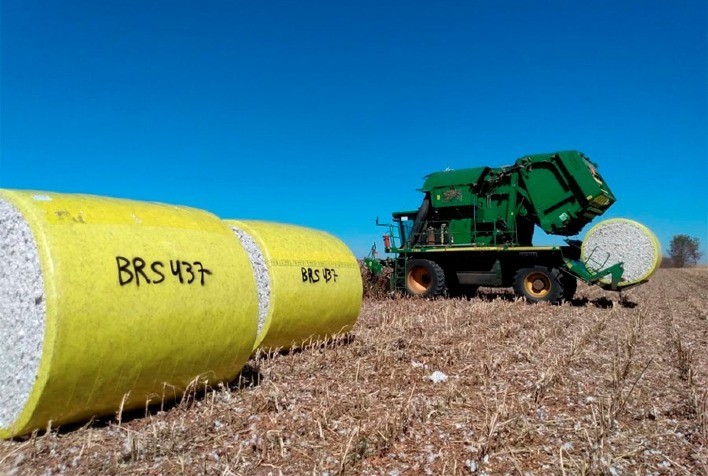 Embrapa e Fundação Bahia apresentam nova cultivar de algodão resistente a ramulária